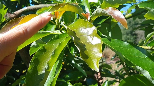How To Curl Your Avocado Leaves