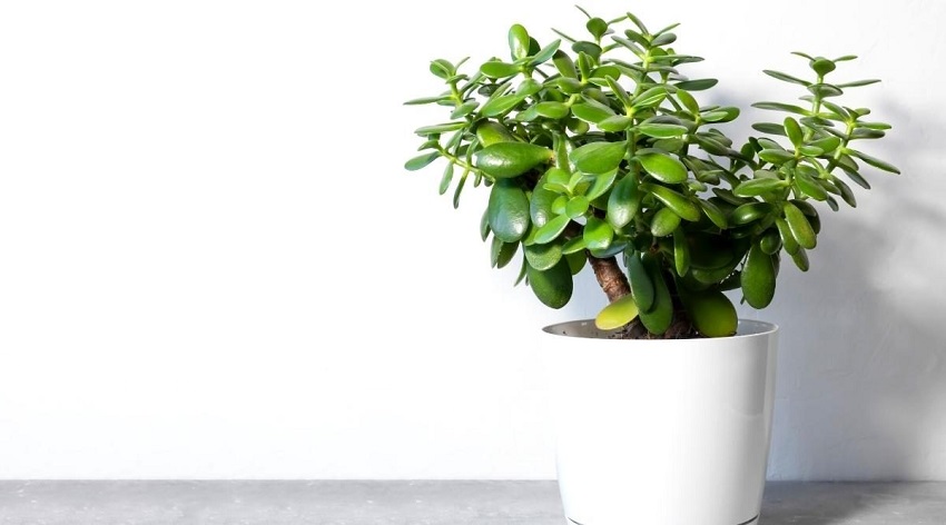 jade plant care: Jade Plant Issues
