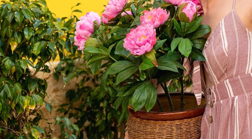 Do Peonies Need Full Sun