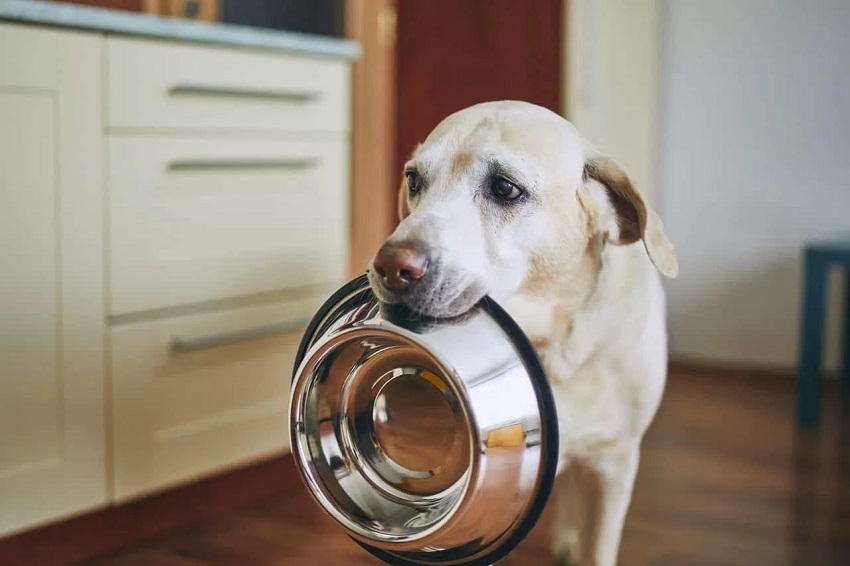 How Do You Control a Greedy Dog