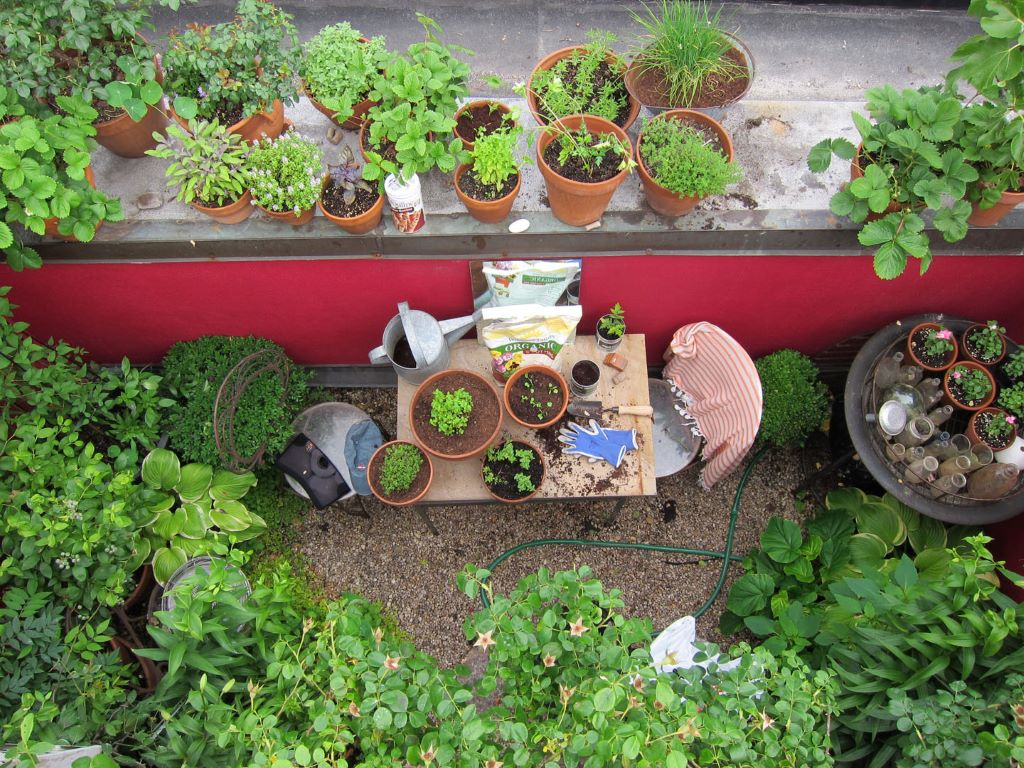 Which Plant is Best for Indoors? A Comprehensive Guide to Indoor Plants 