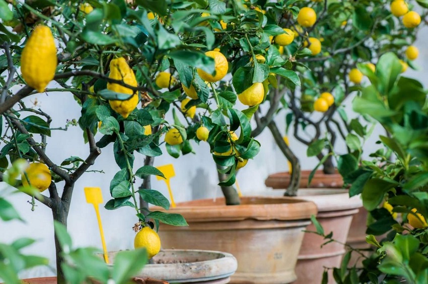Where Do Lemon Trees Grow Best