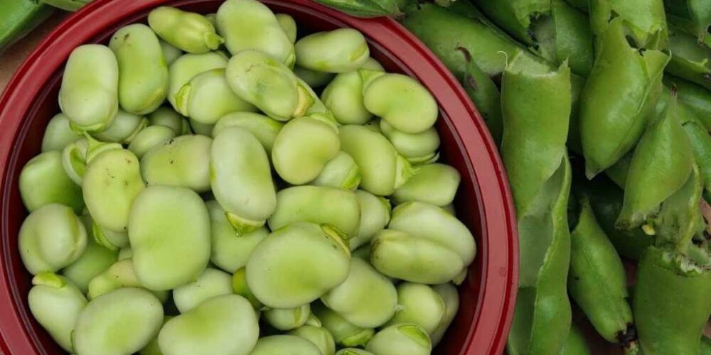 Are broad beans nutritious