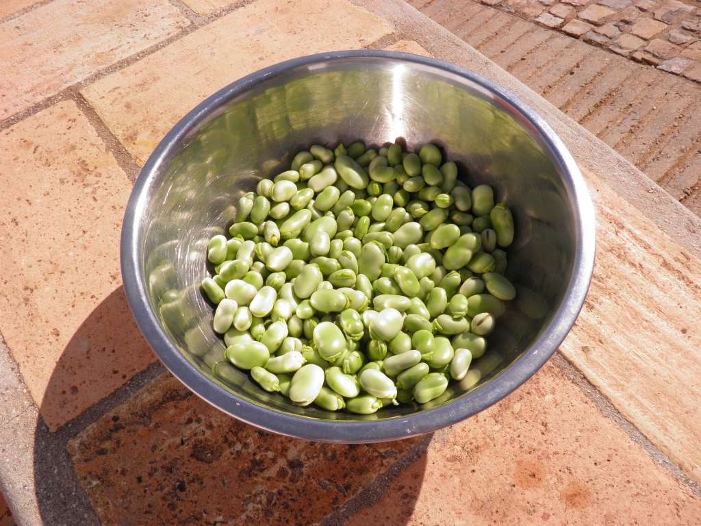 Do broad beans taste good
