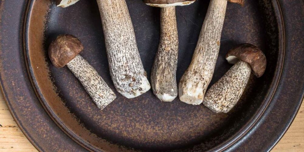 How long to cook Orange Birch Bolete