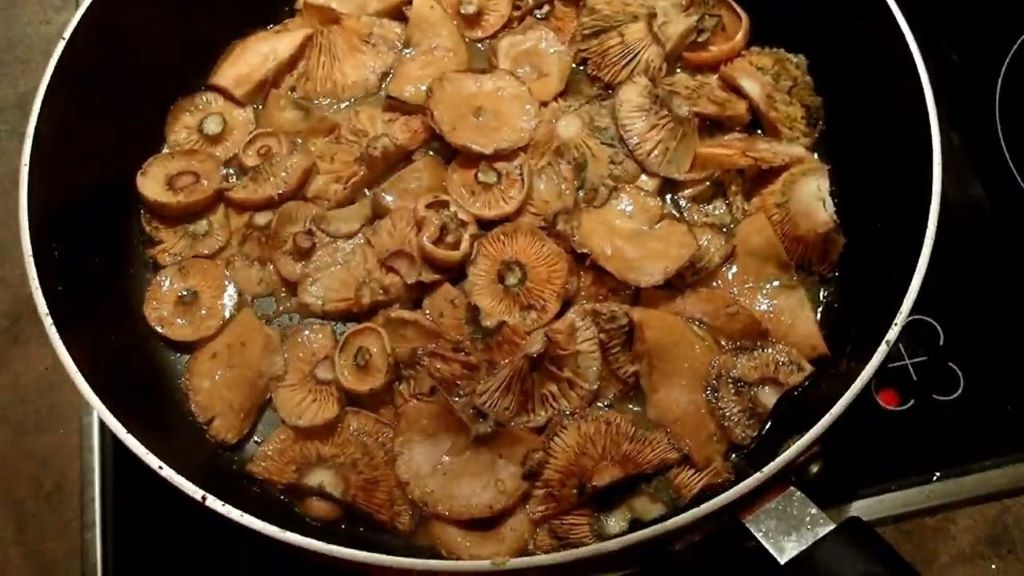 Do saffron milk caps turn green