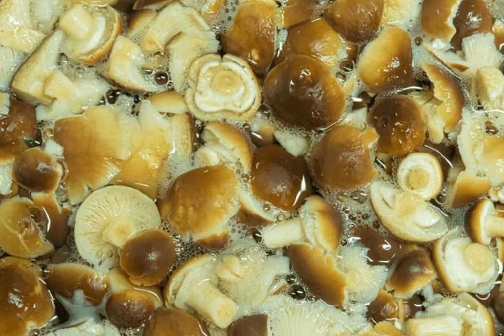 How do you cook boletus mushrooms
