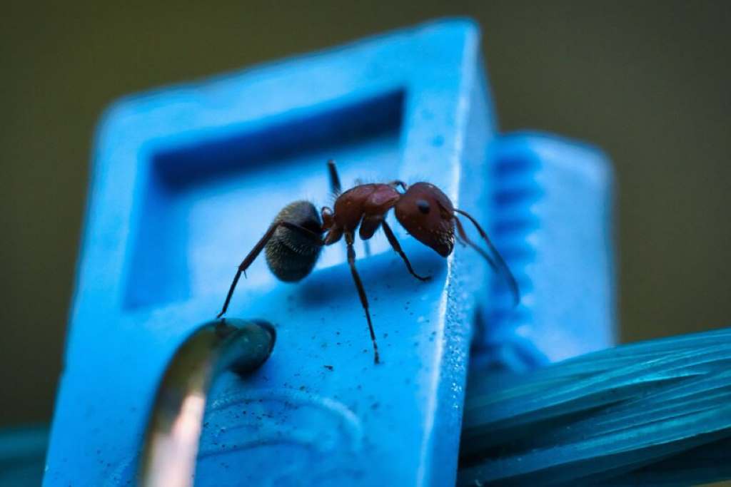 How to Get Rid of Ants in Kitchen