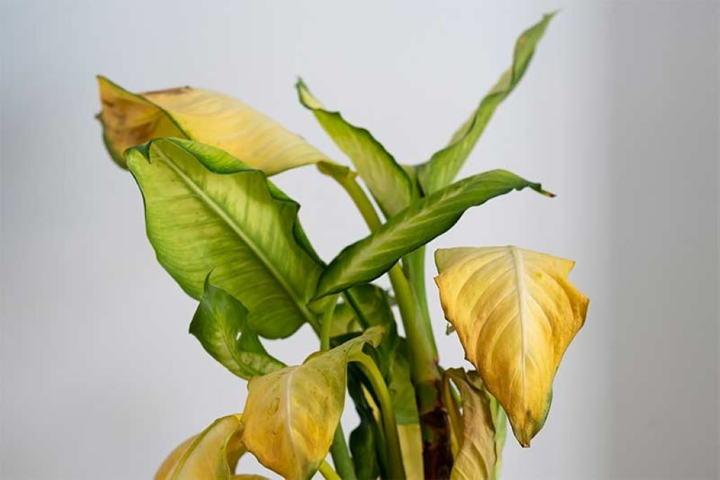 Why Plant Leaves Turn Yellow and How to Fix Them