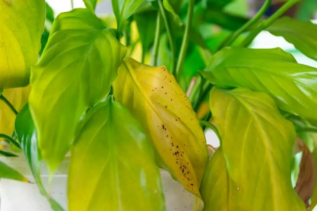 How do you fix yellow leaves on your plant