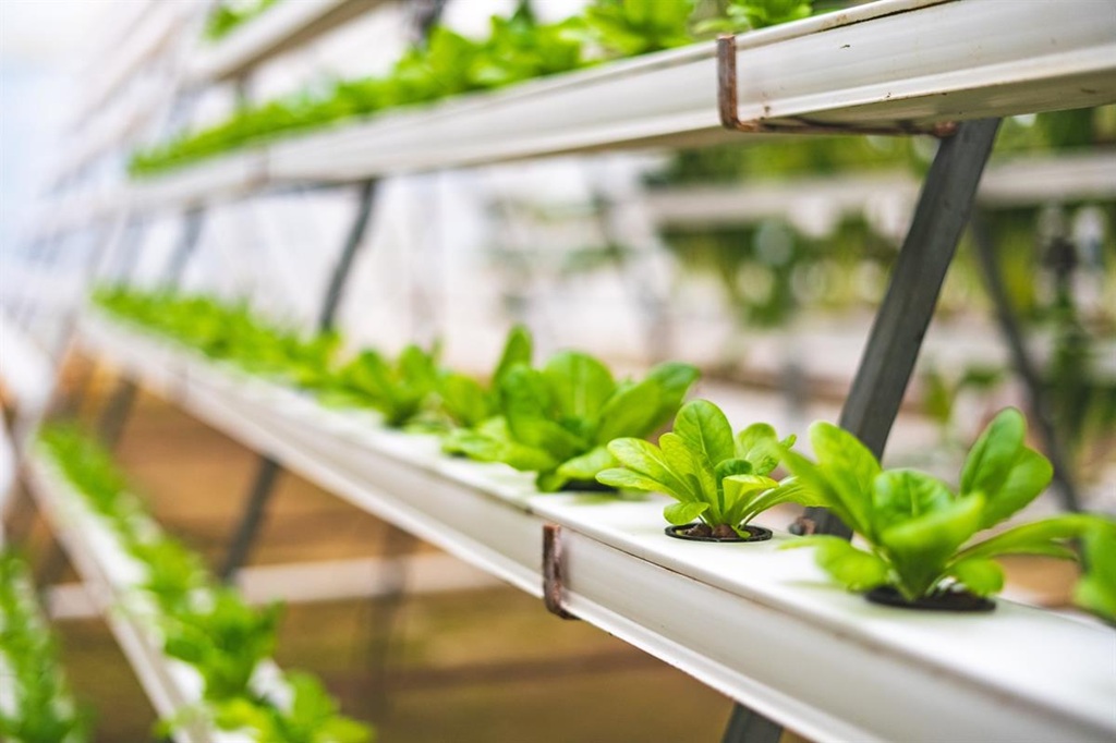 Popular Home Gardening Method
