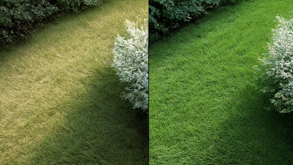 Before and after comparison showing pale grass turning vibrant green after spray treatment