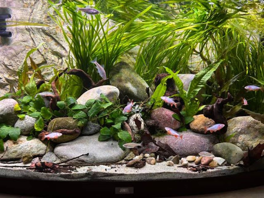 Freshwater fish tank decorated with colorful gravel and natural river rocks.